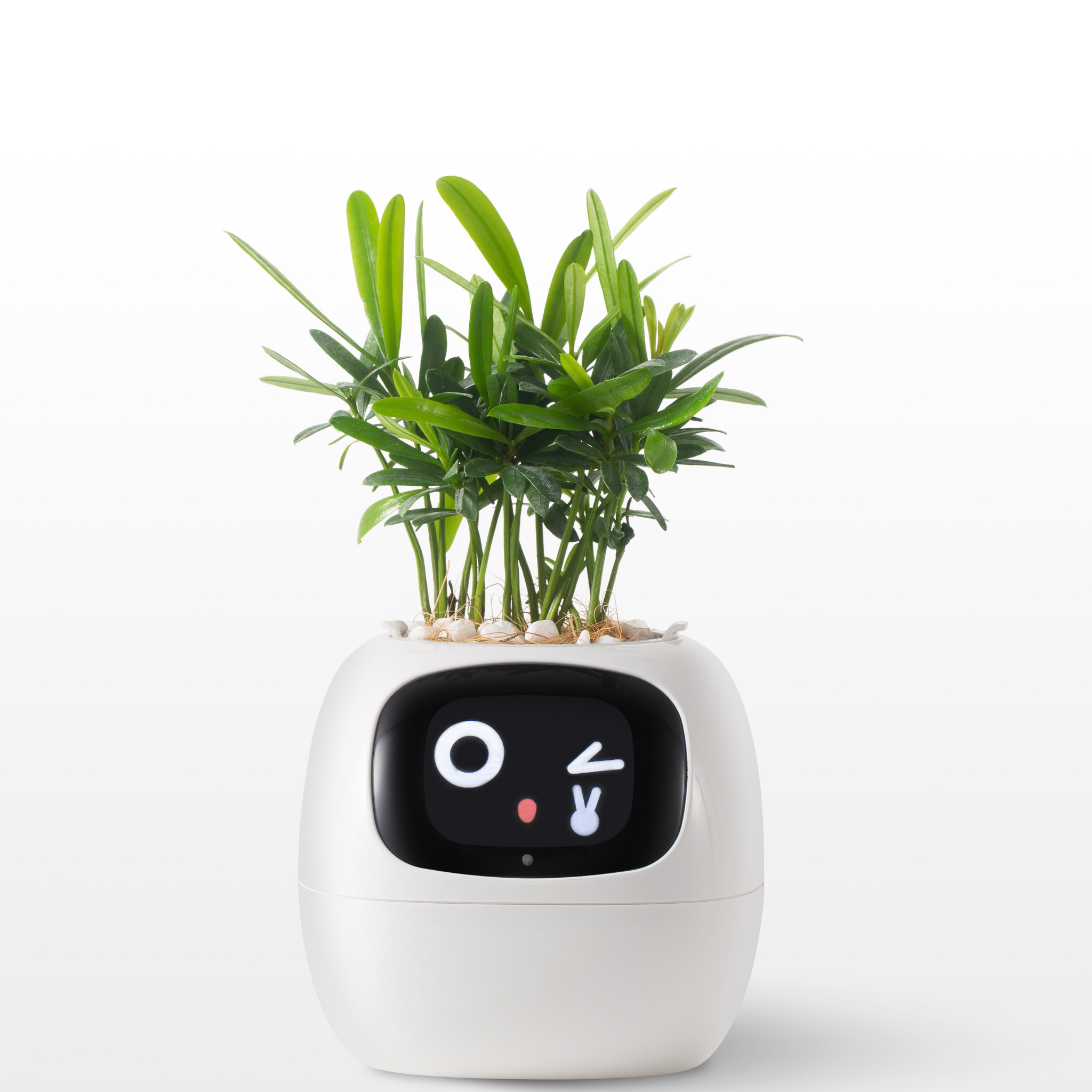 EmojiPlant | Kreativer Emoji Blumentopf
