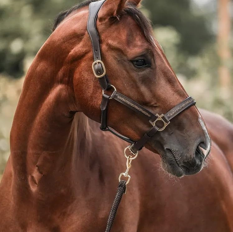 EquiTrend | 2025 Adventskalender für Pferdefreunde