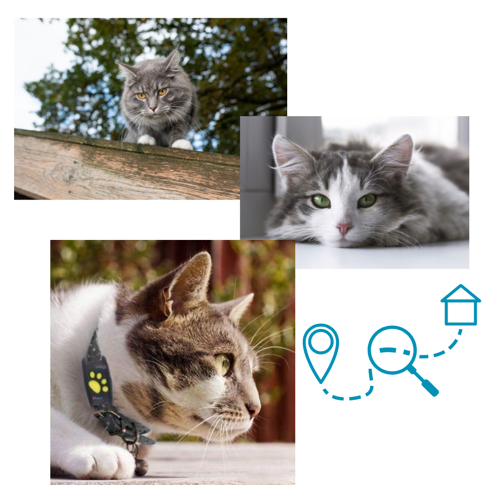 GPS-Tracking-Halsband für Haustiere