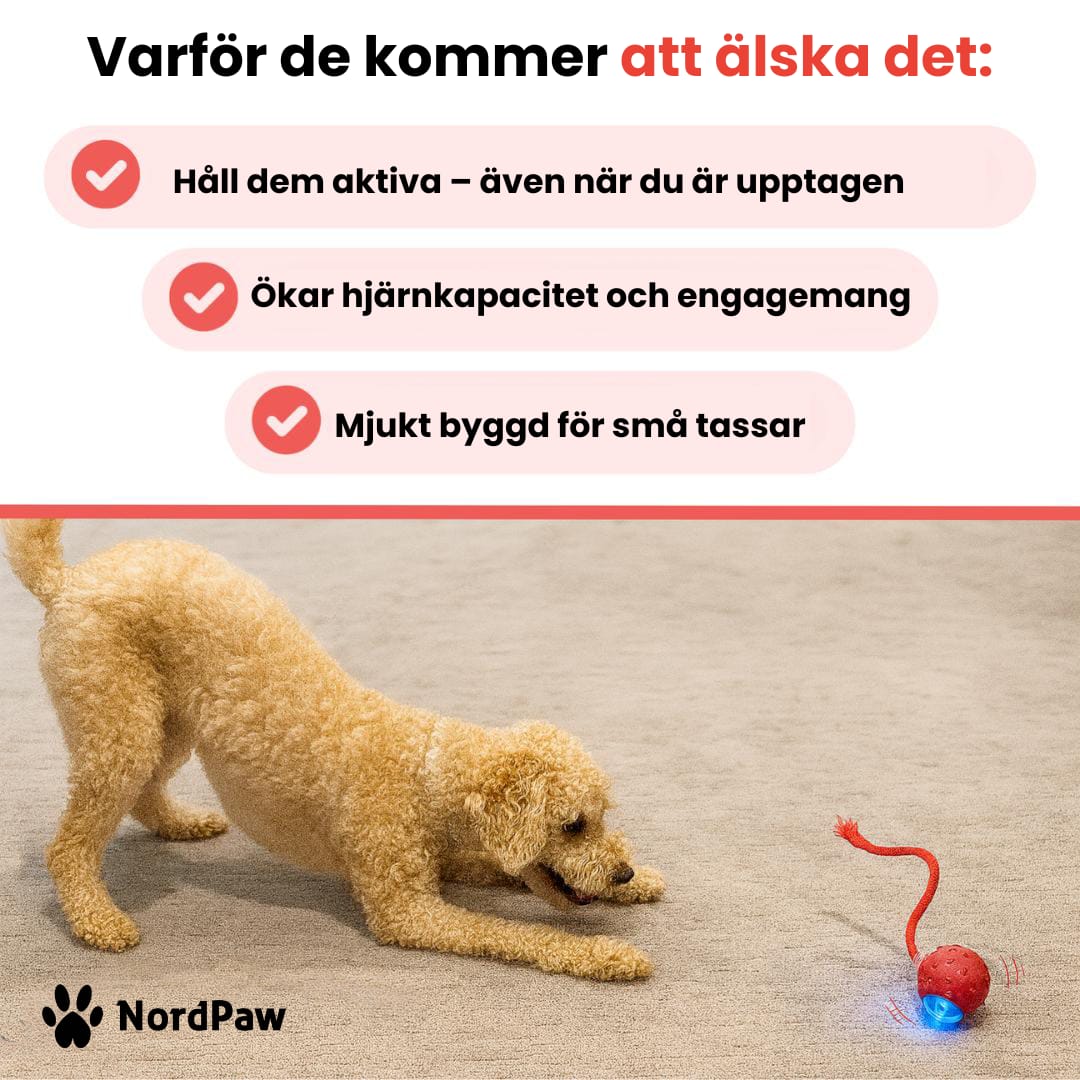 PawTail | Speedy Tail Hundejacke Leicht Wasserfest Atmungsaktiv