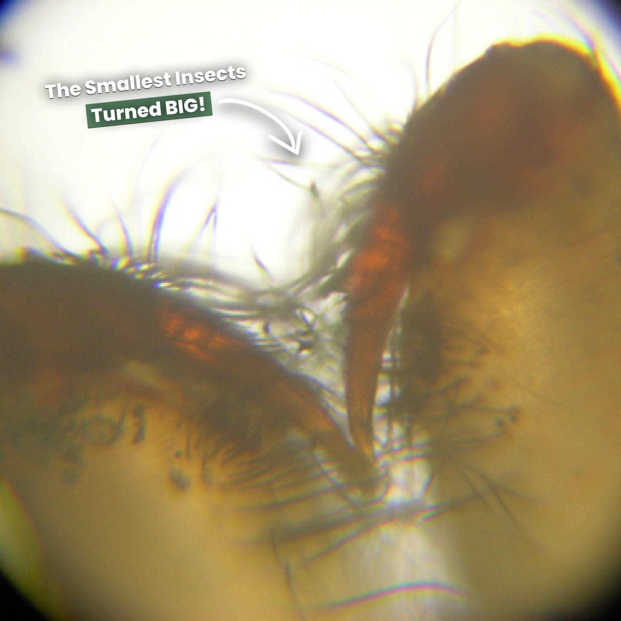 MiniScope HD | Erforschen Sie die Mikrowelt überall
