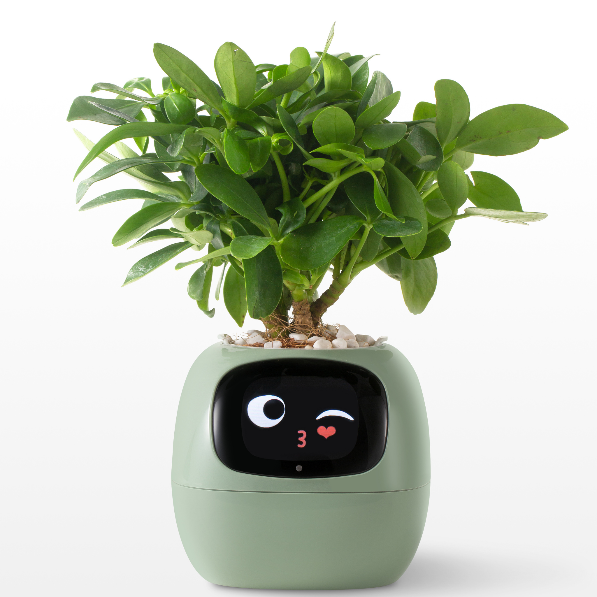 EmojiPlant | Kreativer Emoji Blumentopf