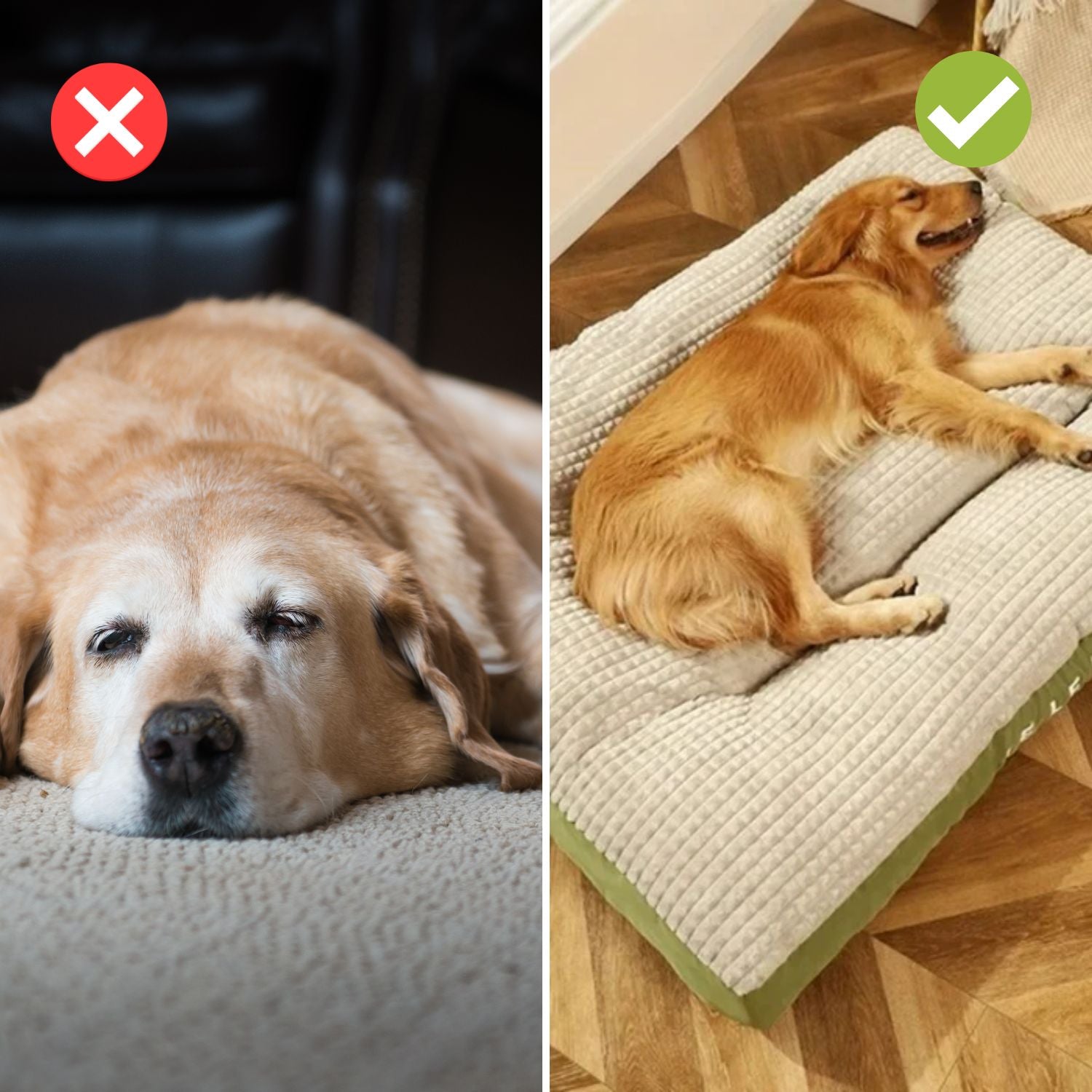 SnoozePaw Luxe Hundebett – Robuster Schaum, Abnehmbarer Bezug und Optimale Unterstützung
