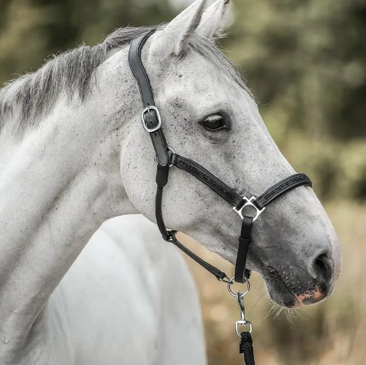 EquiTrend | 2025 Adventskalender für Pferdefreunde