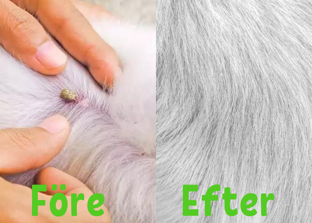 PetGuard | Mehrfachschutz-Halsband gegen Flöhe und Zecken