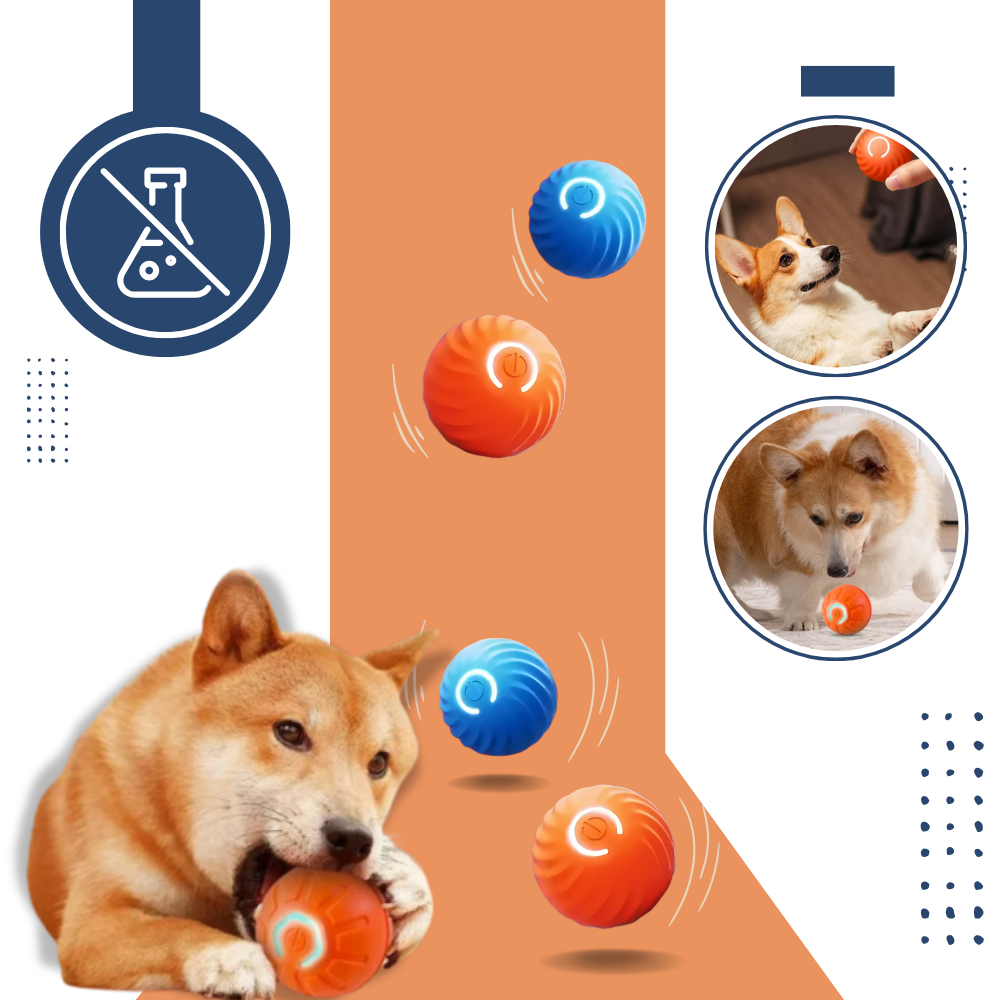 Hindernisvermeidung Hundeball